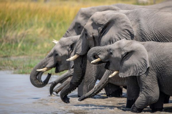 Widala Travel - Group of Elephants in Tanzania