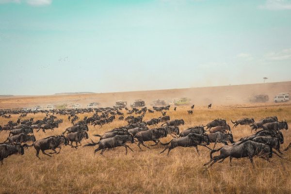 Widala Travel - Wildebeest Migration in Tanzania
